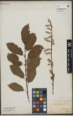 Foto von Salix vagans Andersson